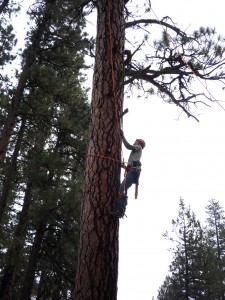 arborist performing tree pruning in Bend Oregon