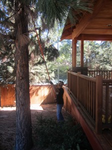 tree trimming demonstrated by professional arborist